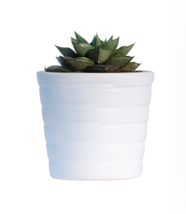 Indoor Plant 2