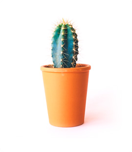 Cactus Plant 2